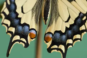 Machaon: Date: 06-08-2019