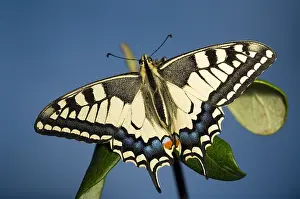 Machaon: Date: 06-08-2019