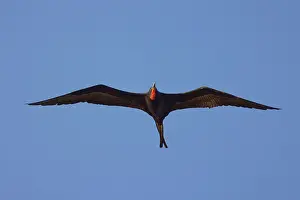 Frigatebirds: Date: 10-02-2022