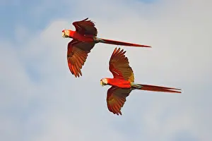Macaws: Date: 10-02-2022
