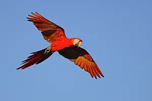 Macaws: Date: 11-02-2022