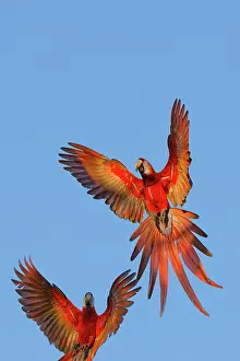 Macaws: Date: 11-02-2022