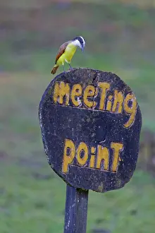 Kiskadee: Date: 12-02-2022