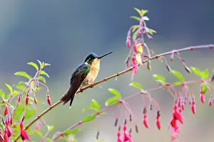 Lampornis: Date: 12-02-2022
