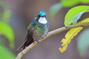 Lampornis: Date: 12-02-2022