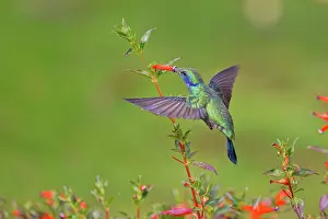 Colibri: Date: 15-02-2022