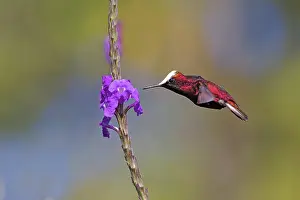 Verbena: Date: 17-02-2022