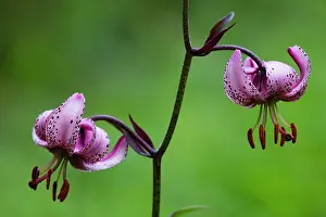 Lilies: Date: 17-06-2017