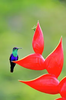 Heliconia: Date: 21-02-2022