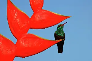 Heliconia: Date: 21-02-2022