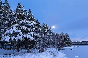 Pines: Date: 22-08-2018