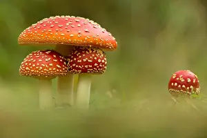 Amanita: Date: 22-08-2018