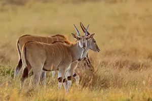 Oryx: Date: 22-08-2021