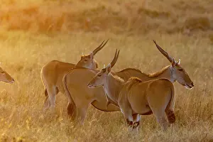 Oryx: Date: 22-08-2021