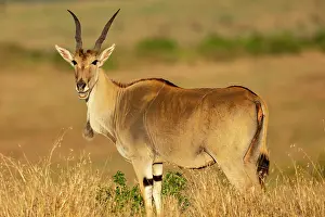Oryx: Date: 22-08-2021
