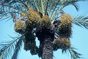 Phoenix: Date Palm
