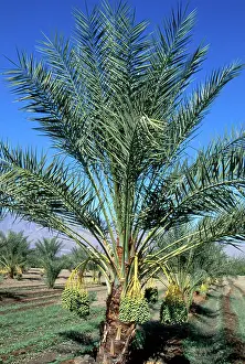 Arecaceae: Date Palm