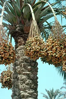 Arecaceae: Date Palm
