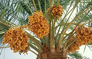Arecaceae: Date Palm