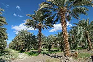 Phoenix: Date Palm Offshoot Propagation