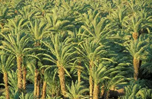 Phoenix: Date Palm - Palmery in the evening light