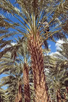 Phoenix: Date Palm Pruning