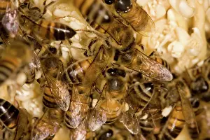 Pollinating: Date Palm Tree flowers and bees