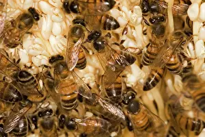 Pollinating: Date Palm Tree flowers and bees