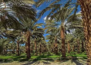 Phoenix: Date Palm Trees