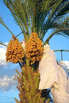 Phoenix: Date palms with bags over fruit as protection from