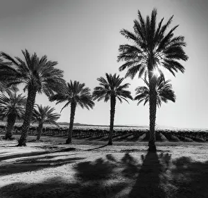 Abundance: Date Palms, California