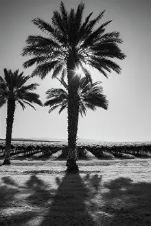 Abundance: Date Palms, California