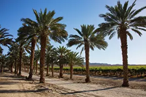 Abundance: Date Palms, California