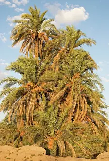 Rissani: Date Palms - with dates in the palmeries around Rissani