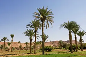 Alyssa Giustozzi: Date palms growing in cultivated fields, Iran