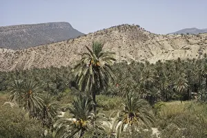 Ripening: Date Palms in Morocco
