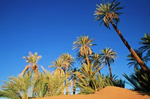 Phoenix: DATE PALMS - in a true desert setting at the palmery