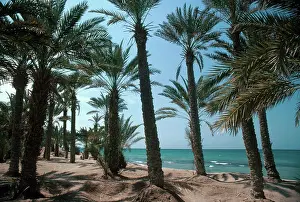 Phoenix: Date Palms in Yemen