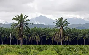 Rican: Date plantation
