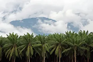 Rican: Date plantation