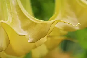 Angels: Datura