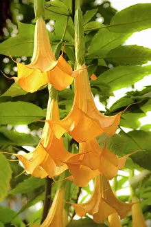 Angels: Datura