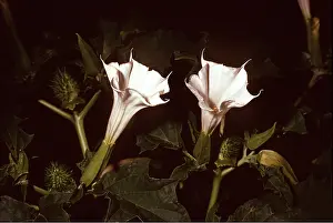Datura: DATURA / THORN APPLE - blossom opens at dusk