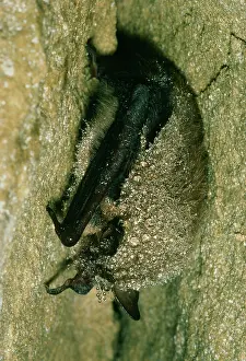 Hibernating: DaubentonIs BAT - hibernating showing dew on fur