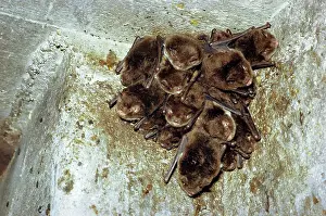 Myotis: Daubenton's Bat