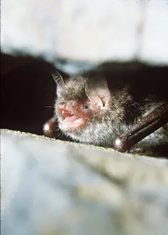 Bats: Daubenton's BAT - calling