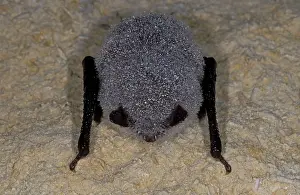 Hibernating: Daubenton's Bat - with dew - hibernation at cave