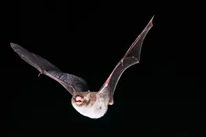 Myotis: Daubenton's Bat - in flight