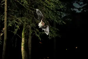 Myotis: Daubenton's Bat - in flight