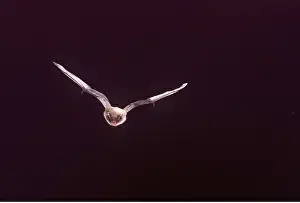 Daubentons: Daubenton's BAT - in flight